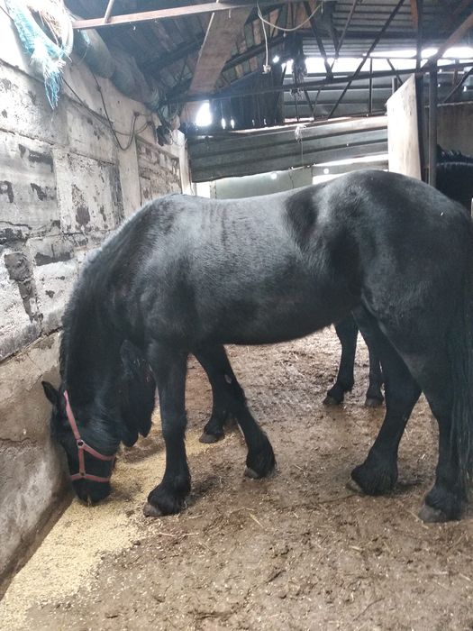 Klacz rasy fryzyjskiej sprzedania lub zamienię