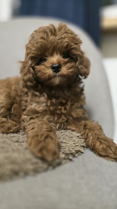 Cavapoo F1b samiec