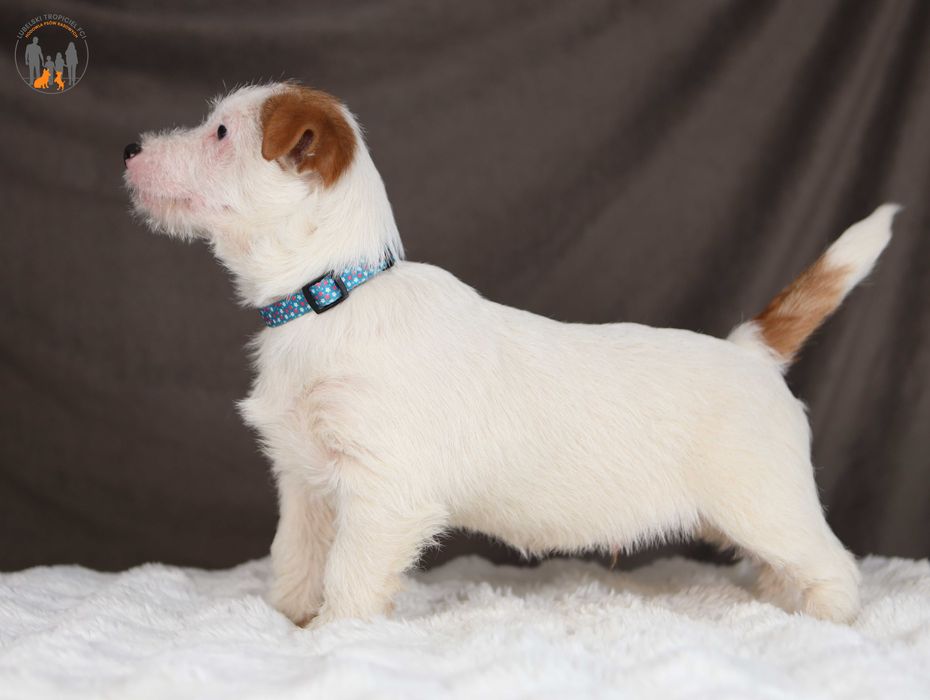 Jack Russell Terrier ZKwP FCI grzeczny piesek po CH.PL