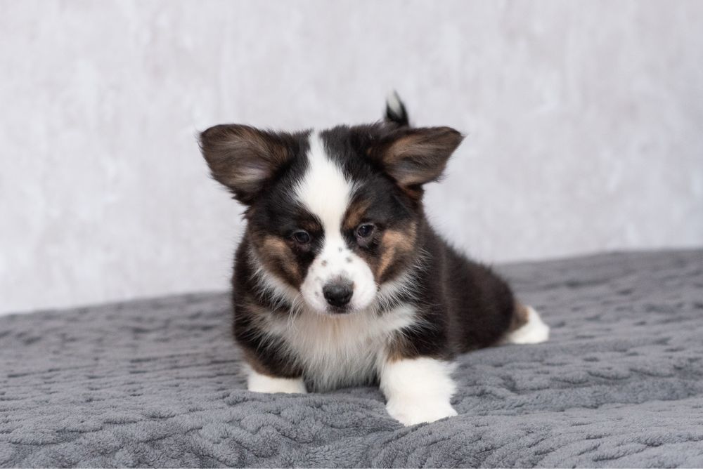 Цуценята Вельш Коргі Кардиган , родовід КСУ