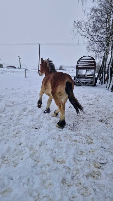 Sprzedam źrebówkę