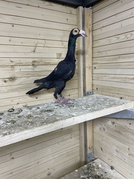 Karier kariery samica