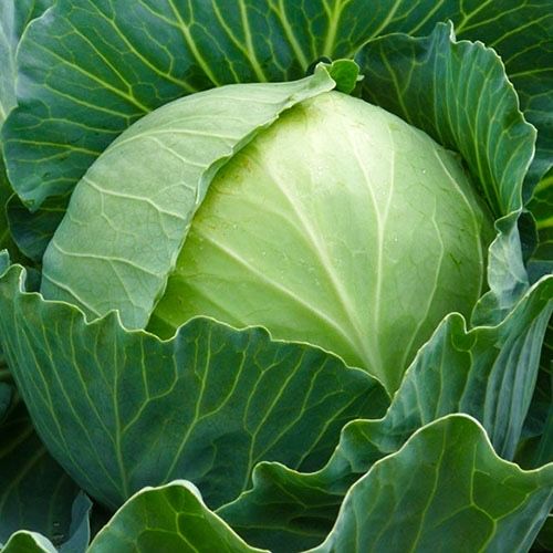 Насіння капусти Агрессор F1 Agressor F1 10000 шт семена карусты