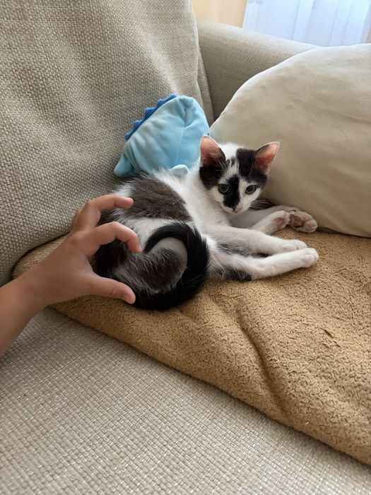Mittens - mała znajdka szuka domku