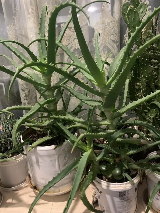 Продам комнатное растение