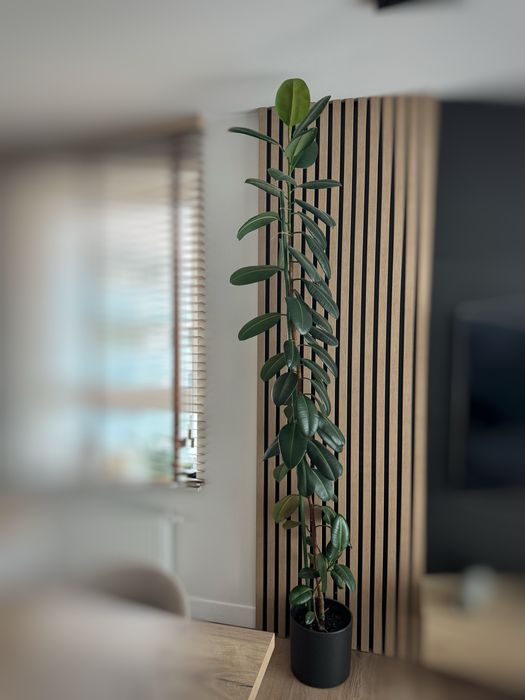Fikus elastica robusta