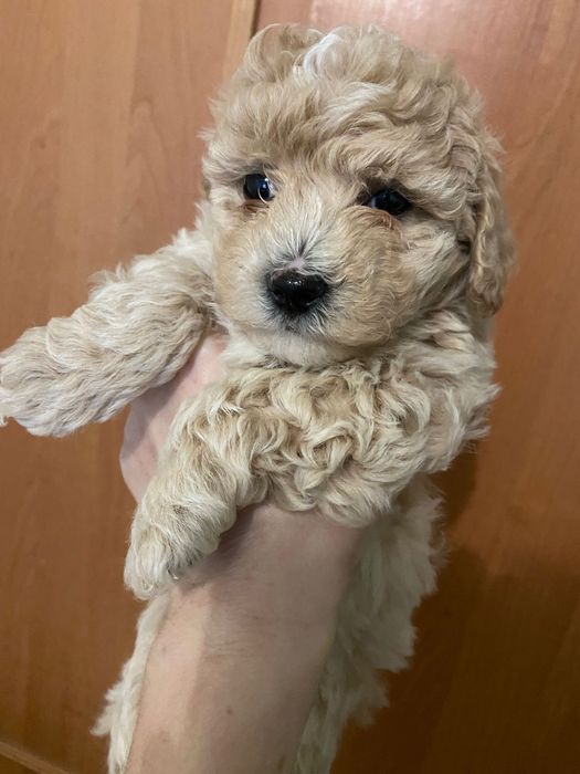 Мальтіпу ф1 помет