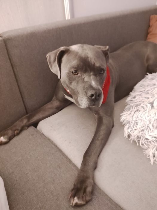 Oddam za darmo – 8-letni amstaff Rolo