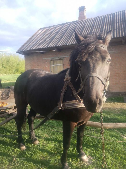 Продам кобилу 11років