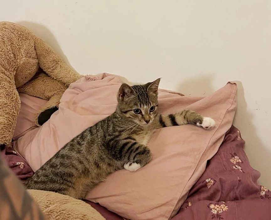 Młody Toto szuka domku!