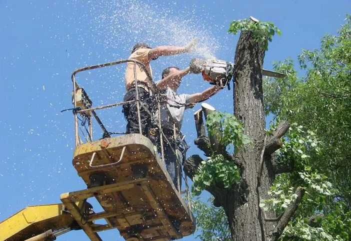 Спил деревьев. Обрезка плодовых деревьев. Расчистка участка