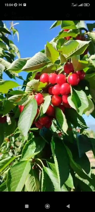 Vendo Pomar-terreno 5.800 m2