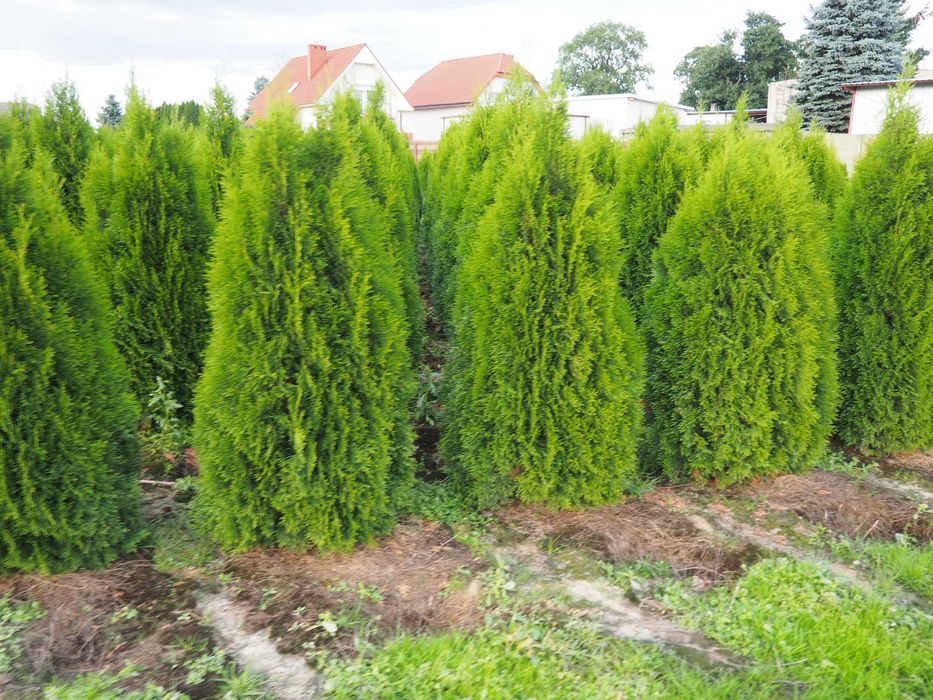 Tuja tuje Szmaragd do 170- 200cm  promocja ŁABISZYN