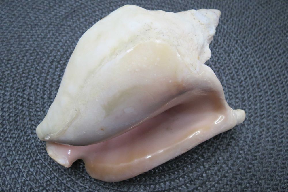 Ракушка большая мушлi