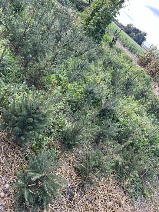 Drzewka Swierk Sosna Brzoza