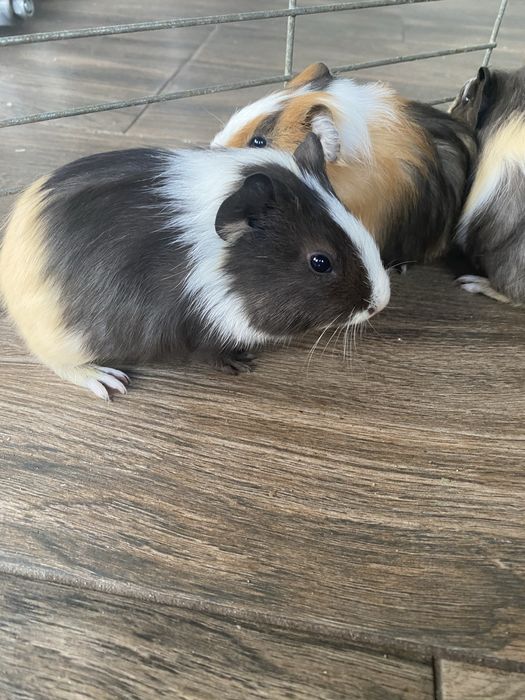 Świnki morskie, młode