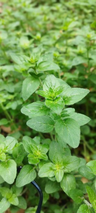 Oregano lebiodka  lubczyk zioła uprawa ekologiczna