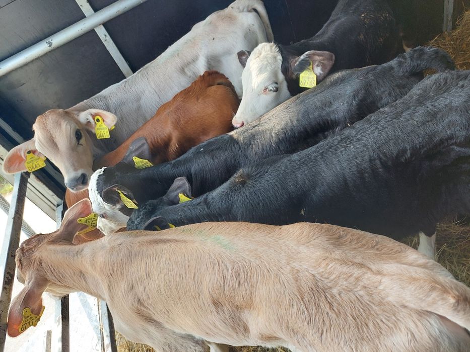 Sprzedam cieleta Wojtyszki