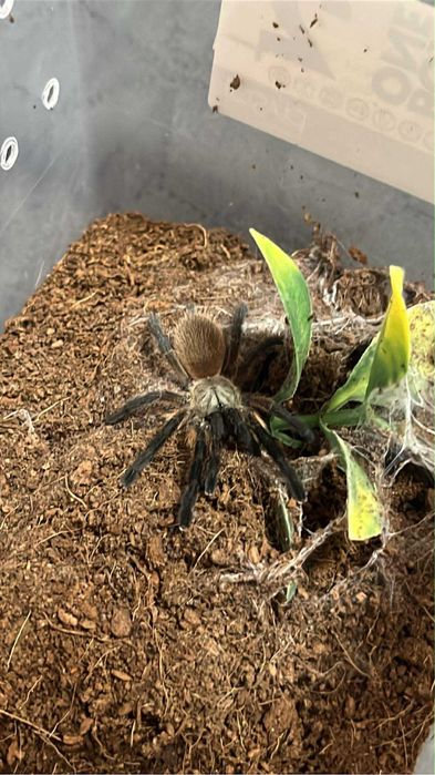 Ptaszniki skorpiony skakuny  - różne gatunki