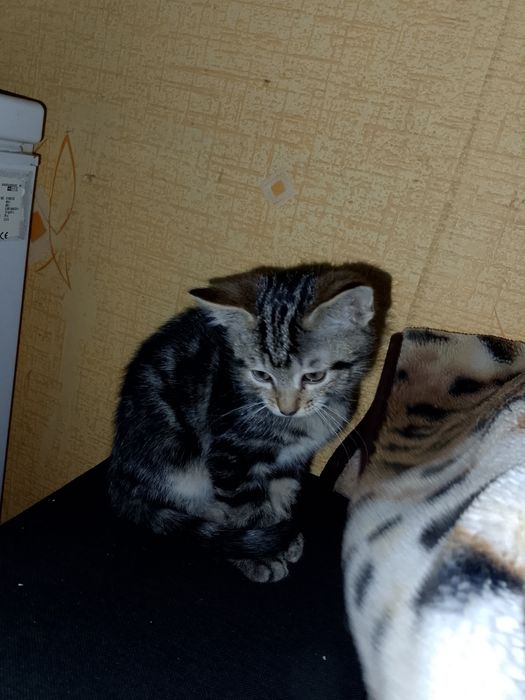 Відаю котят в добрі руки