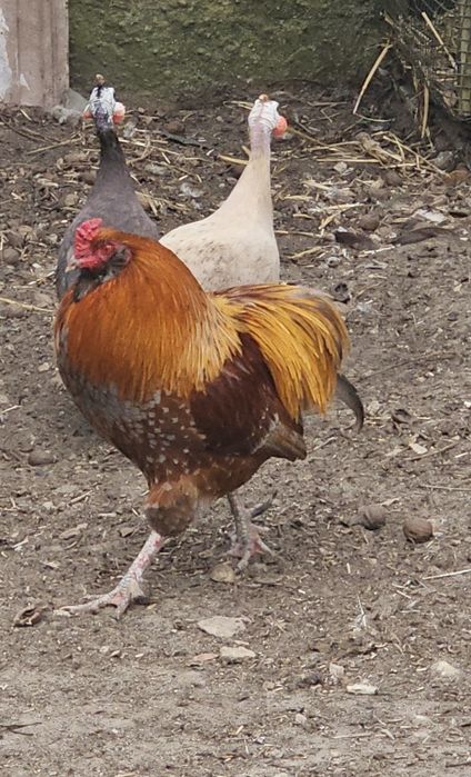Sprzedam koguta araukany