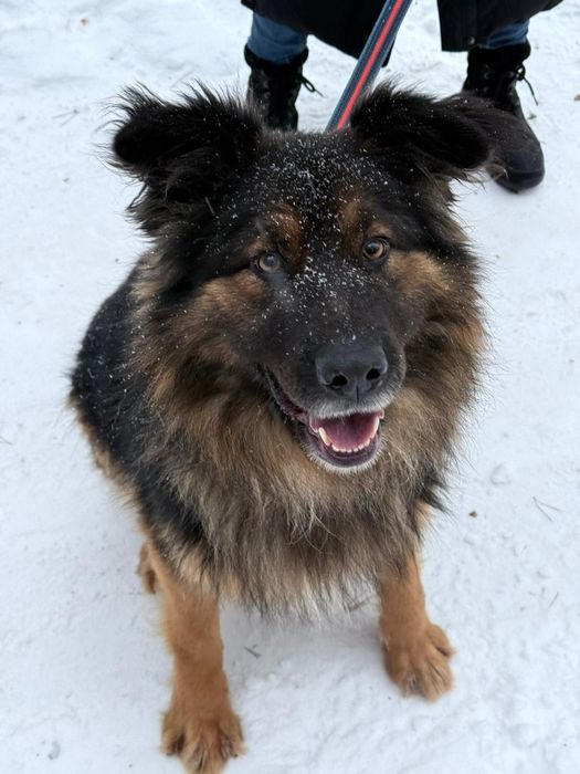 Łubin szuka domu stałego na już!