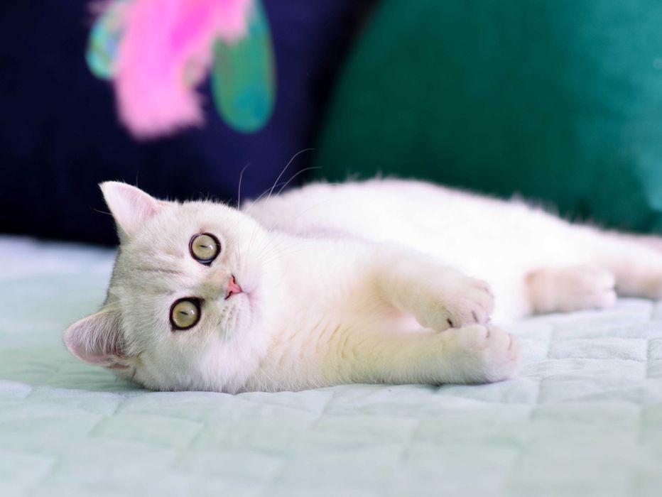 Британське кошеня, срібляста шиншила