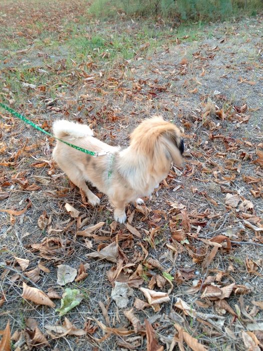 Пекинес невеста ищет парня