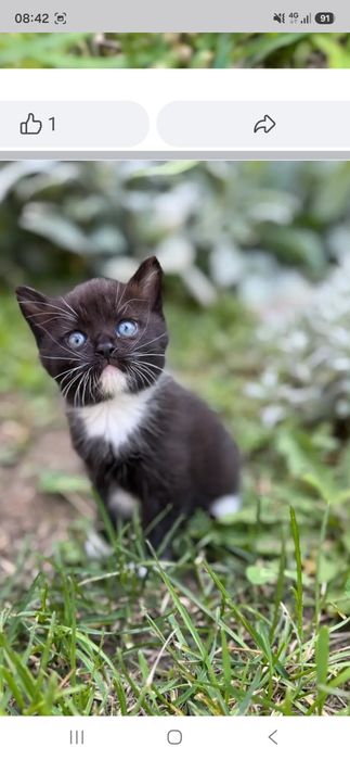 Віддам кошенят в добрі руки. Дівчатка