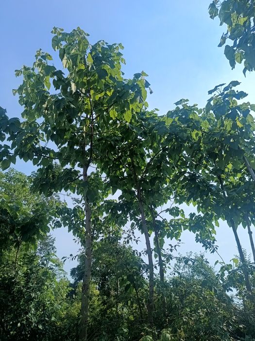 Paulownia oxytree drzewko szybkorosnące