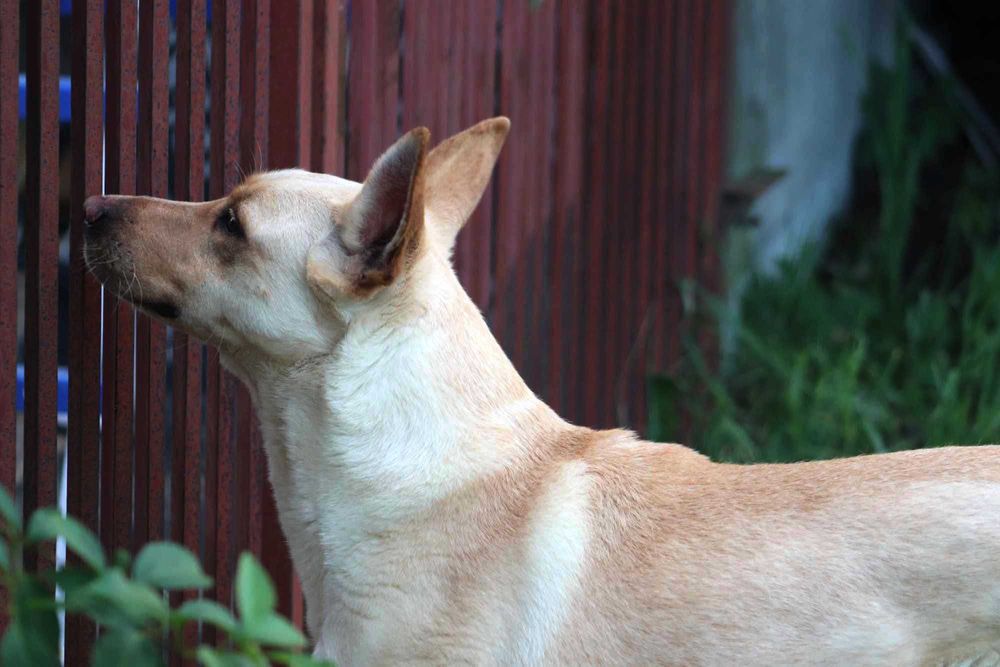 Zdunek – wspaniały towarzysz gotowy na nową rodzinę