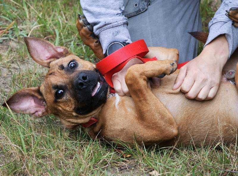 Szczeniak Lui na tropie domu