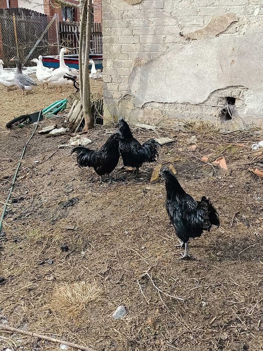 Sprzedam młode koguty z września oraz koguty ayan cemoni