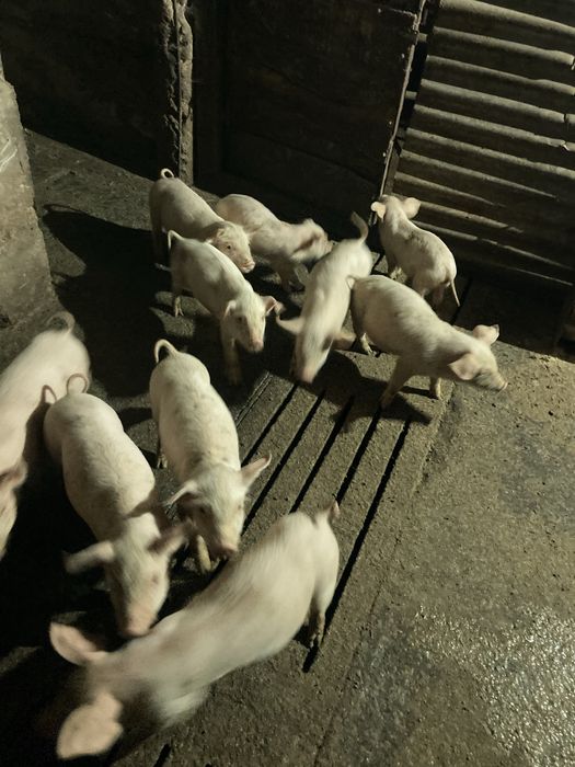 Leitōes  nascidos dia 1 de setembro estão a começar a comer farinha