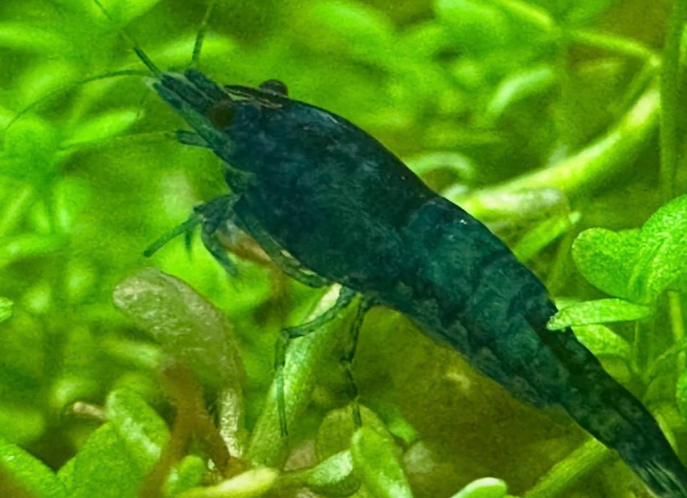 Krewetki Blue Velvet