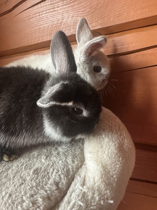 Króliki Mini Lop miniatura