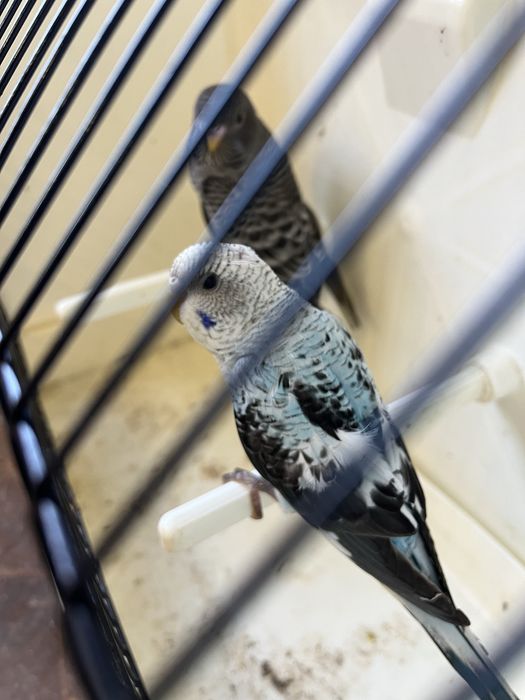 Periquitos asas negras Portadores Blackface