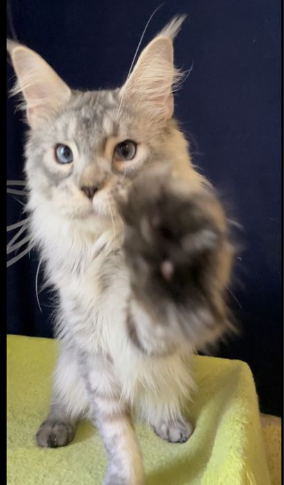 Голубоглазый мейн кун.