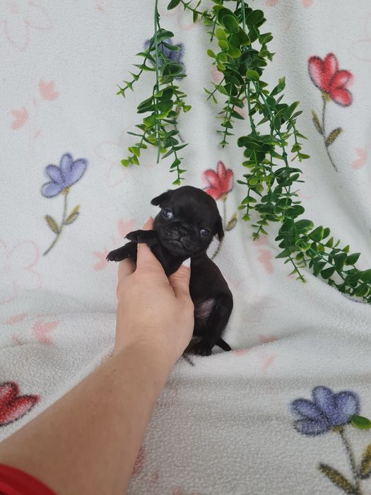 Excelente menina Pug Carlin Preta de Qualidade