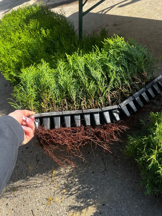 Продам саджанці туї
«Смарагд»  10 гр опт від 1000 шт