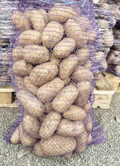 Картопля королева анна