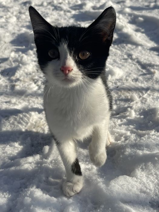 Кошешя в хороші руки