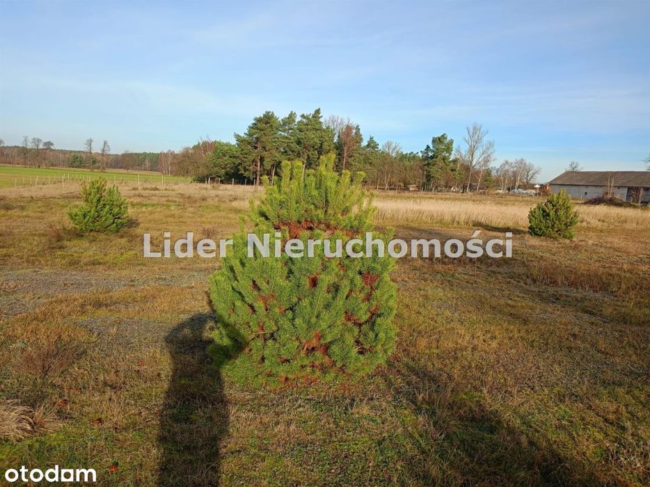 Działka, Ldzań