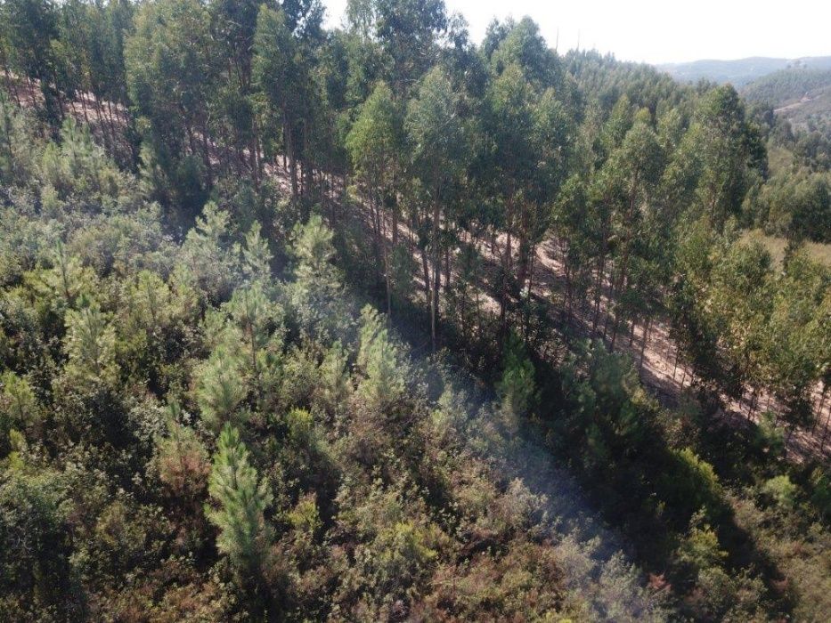 Terreno 8240m2 Abrantes - Martichel - Costa do Lagar
