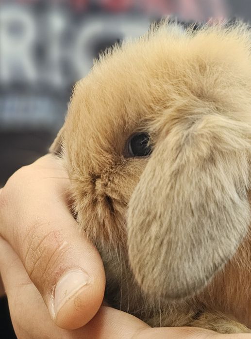 Coelhos anoes varias raças vacinados