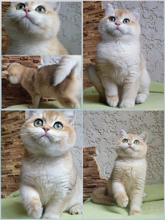 Породистые котята.Шиншила