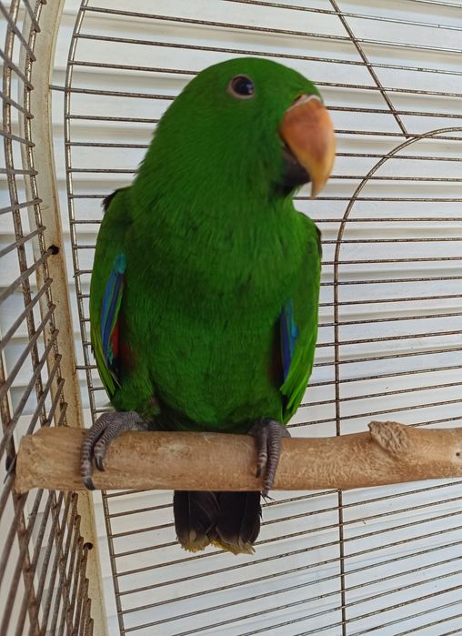 Papagaio Ecletus