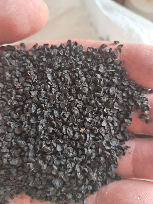 Продам насіння чорнушки