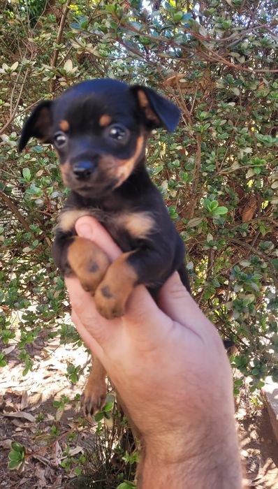 Pinscher mini femea