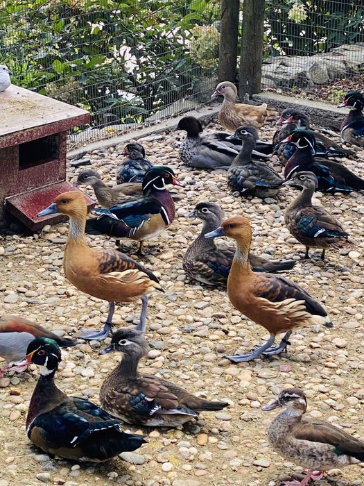 Patos dendrocisne / mandarim /carolino,